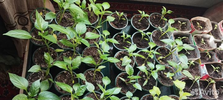 Рассада помидор. Болгарского перца и баклажан