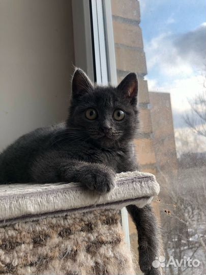 Серый котенок 3 месяца мальчик в добрые руки