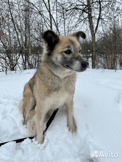 Собачка ждёт свою семью