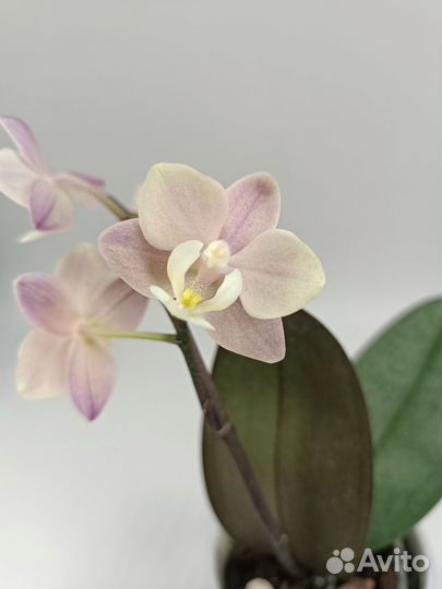 Орхидея парфюмерная фабрика Melion