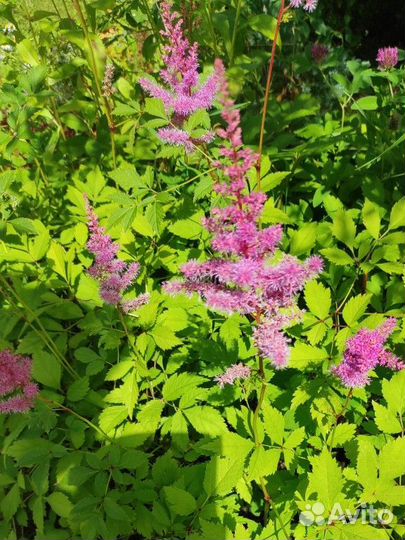 Многолетние цветы для сада