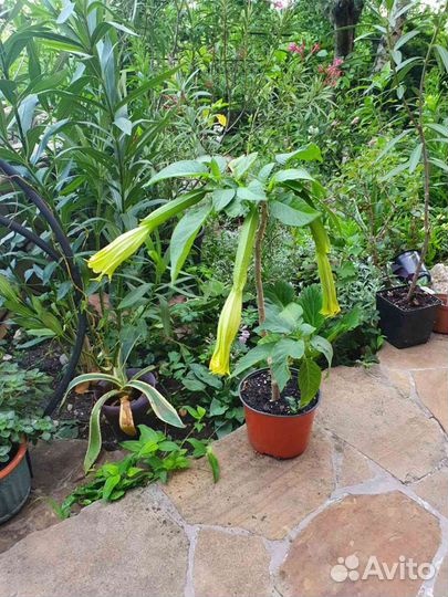 Бругмансия Датура взрослые