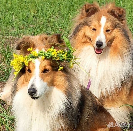 Шелти малыши