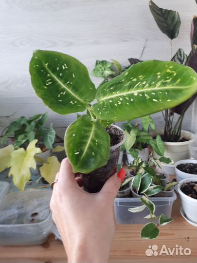 Диффенбахия Рефлектор