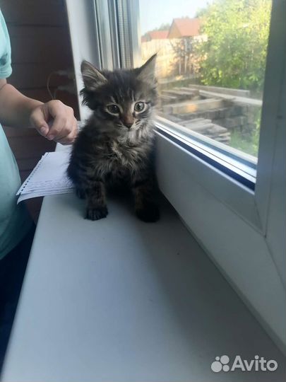 Котята в добрые руки бесплатно