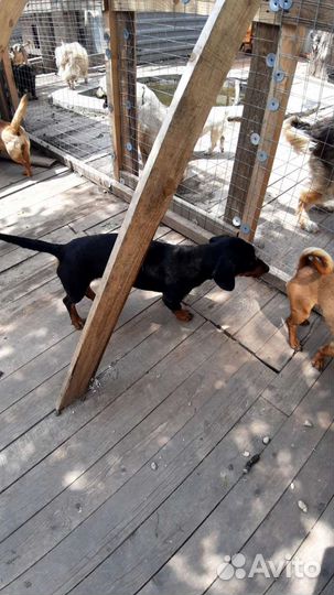 Такса мальчик