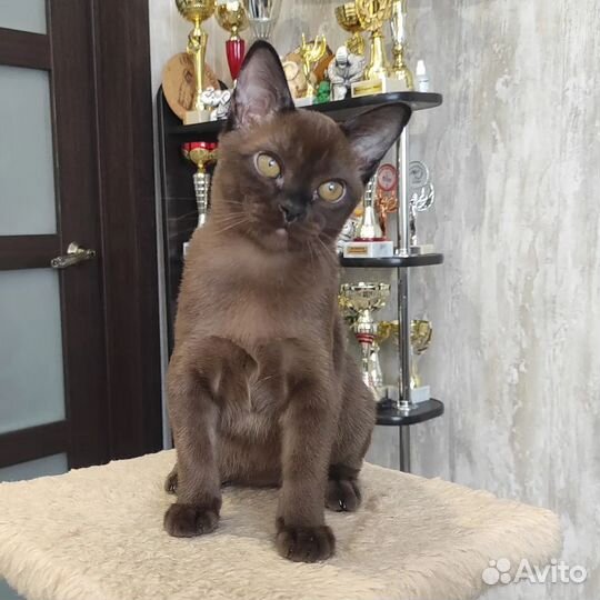 Бурманская мальчики и девочки