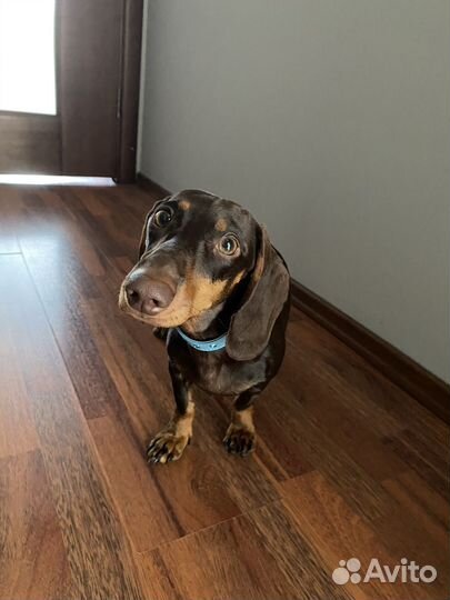 Такса вязка девочка