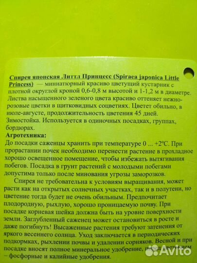 Спирея японская