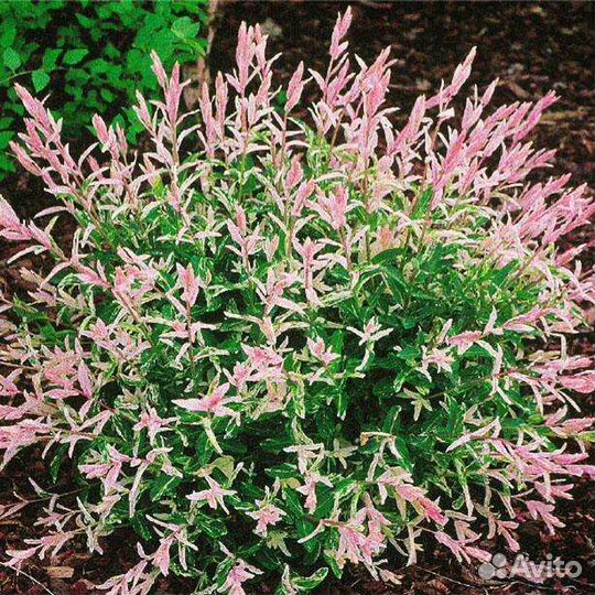 Ива Хакуро нишики