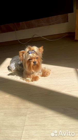 Мини женихи с документами