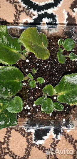 Детки сортовых фиалок