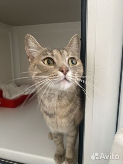 Кошка бесплатно