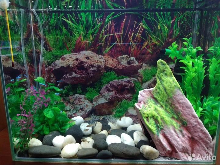 Аквариум с рыбами