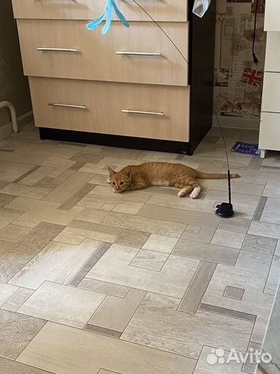 Рыжий котенок