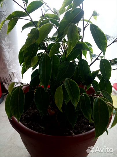 Фикус бенджамина