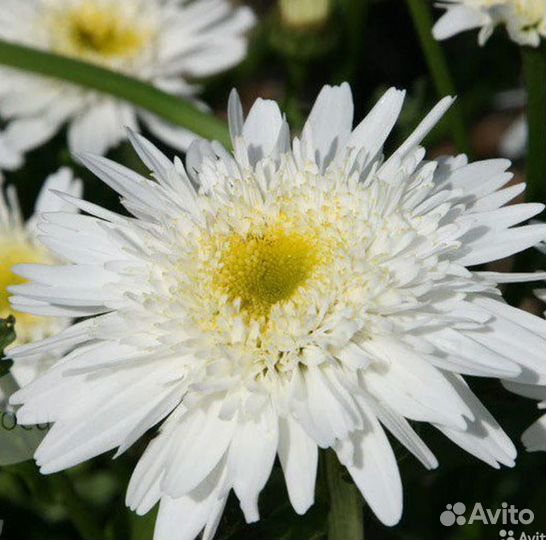 Ромашка Аляска, Французская, Фиона