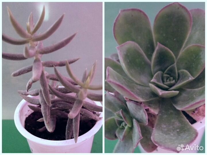 Суккуленты