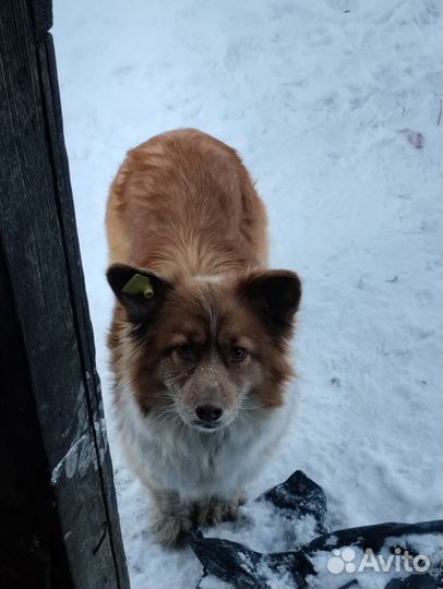 Собака в добрые руки