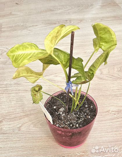 Сингониум Конфетти