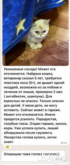 Кошки в добрые руки
