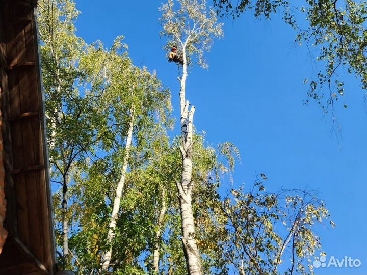 Спилить, удалить деревья, расчистка участка