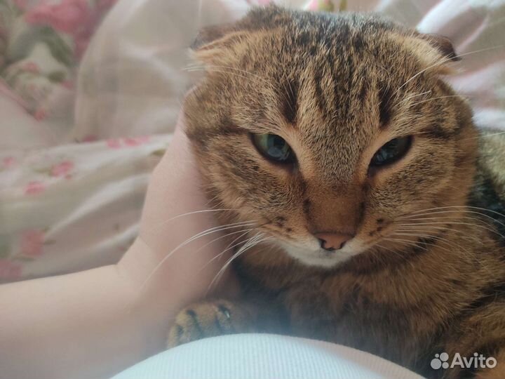 Кот для вязки
