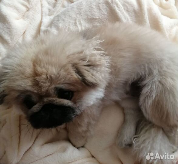 Вязка пекинес