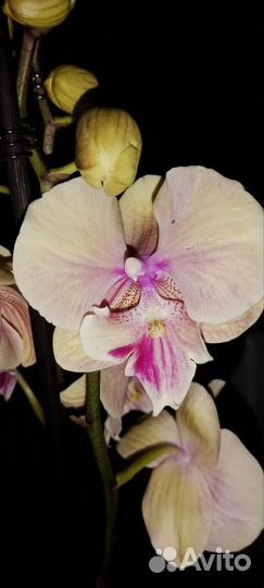Орхидея фаленопсис биг лип