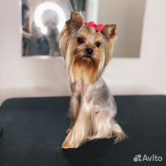 Модели на стрижку собак