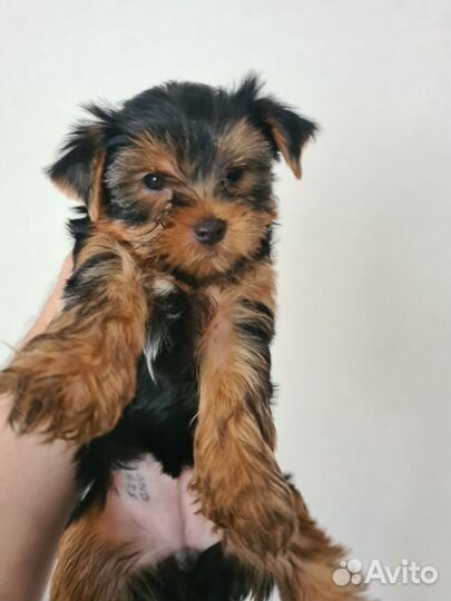 Йоркширский терьер девочки
