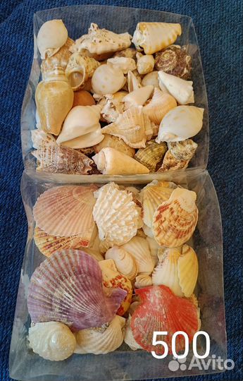 Ракушки морские