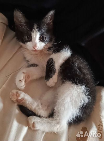 Котёнок