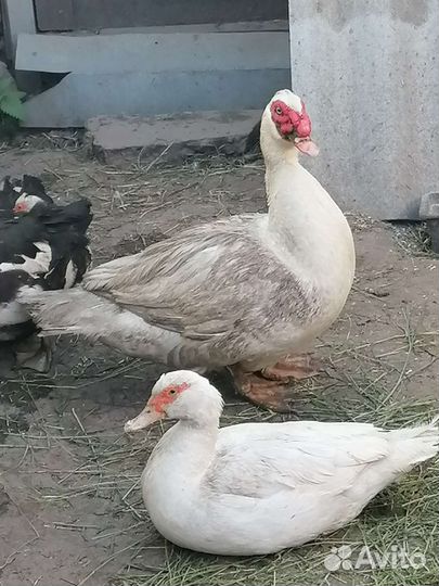 Утята индоутки