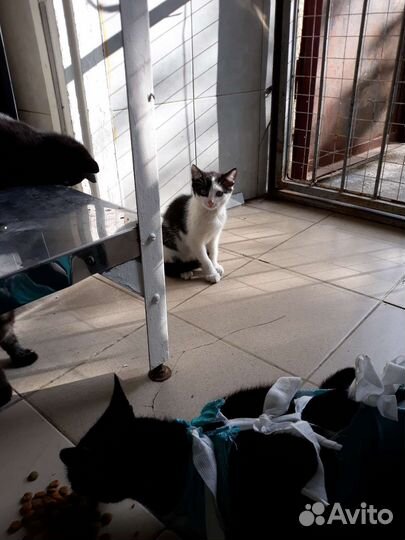 Котятам нужен дом