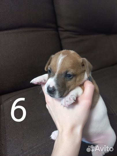 Щенки джек рассел терьер