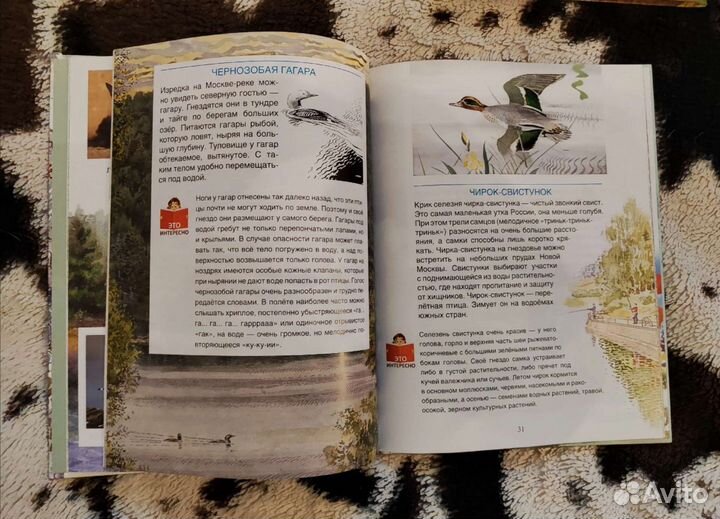 Новые книги про птиц и зверей