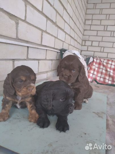 Щенки кокер спаниеля