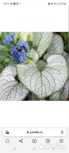 Брунера Сильвер харт и Александр