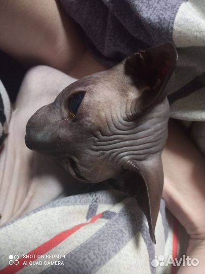 Донской сфинкс