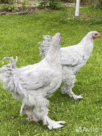 Петушки Брама Лаванда