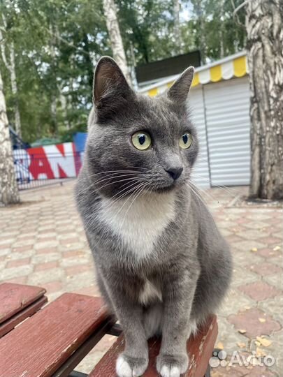 Кошки в добрые руки