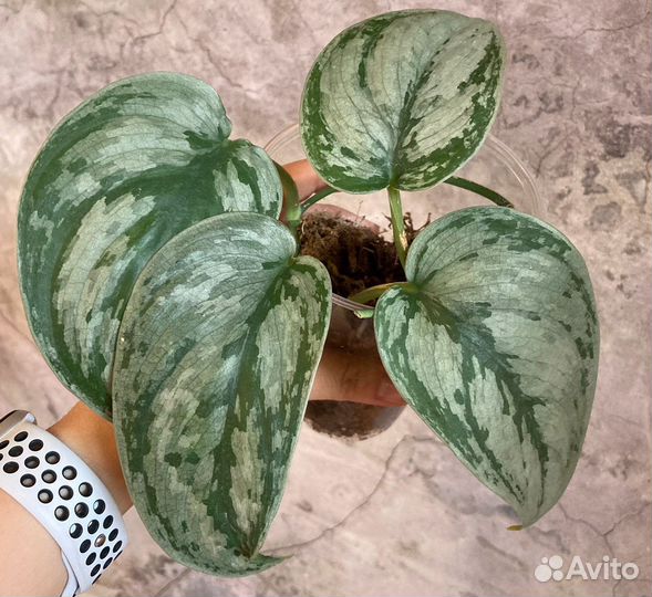 Сциндапсусы эпипремнумы