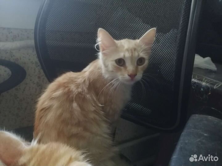 Кошка бесплатно