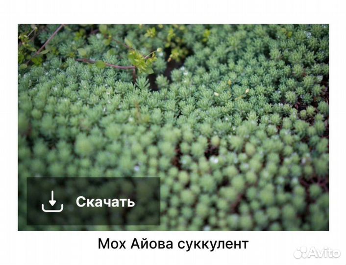 Мох суккулент