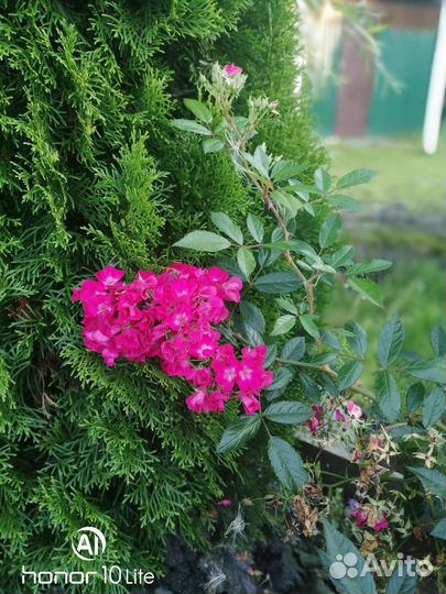 Мускусная роза