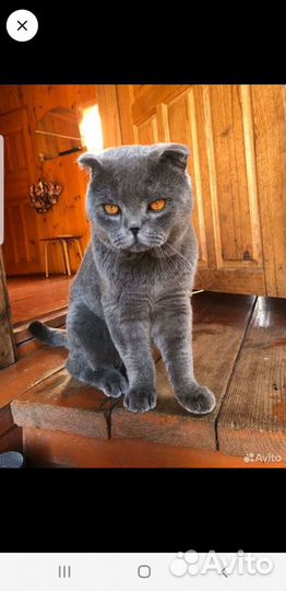 Британский кот вязка