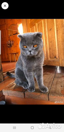 Британский кот вязка