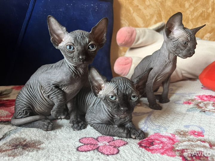 Канадский сфинкс котенок