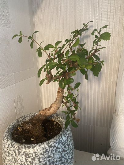 Бонсай кармона